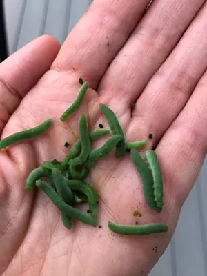 Cabbage worms - COURTESY
