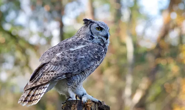Owl Prowl - © DANIEL LACY | DREAMSTIME