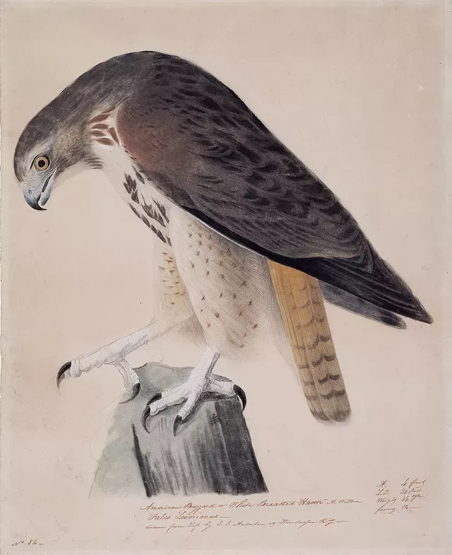 "American Buzzard" by John James Audubon - COURTESY