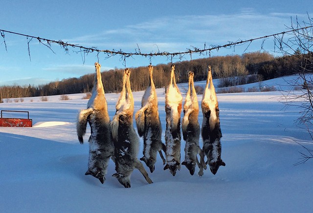 Coyotes killed by a Northeast Kingdom hunter in 2015 - FILE: MARK DAVIS