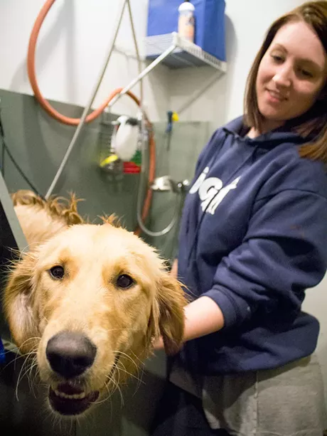 Dog in grooming salon