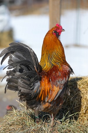 Pastured rooster - STEVE LEGGE