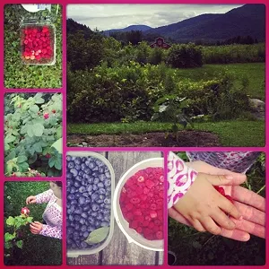A blueberry patch in Jonesville.