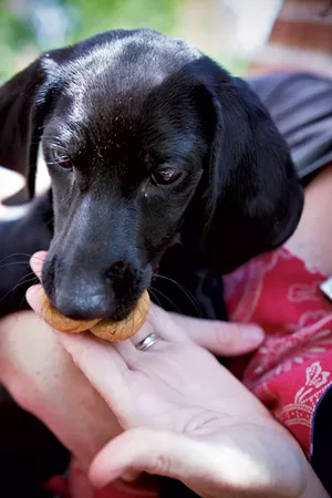 Erinn's new pup, Izzy - SAM SIMON