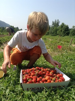 Picking berries at Last Resort Farm
