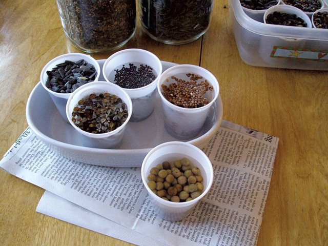 Soaking seeds - COURTESY OF PETER BURKE