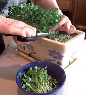 Harvesting - COURTESY OF PETER BURKE