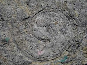 A fossil from the the Goodsell Ridge Preserve - COURTESY IMAGE