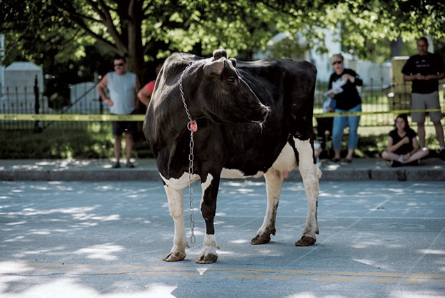 Festival goers gather to watch as Cow Plop Bingo gets underway on Main Street. - SAM SIMON