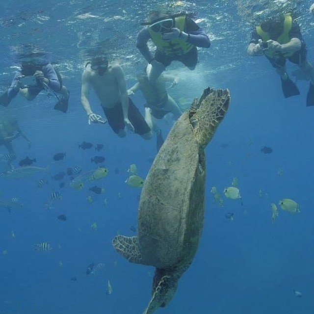 Jamie swimming with sea turtles in Hawaii - COURTESY OF JOANNE LECLERC