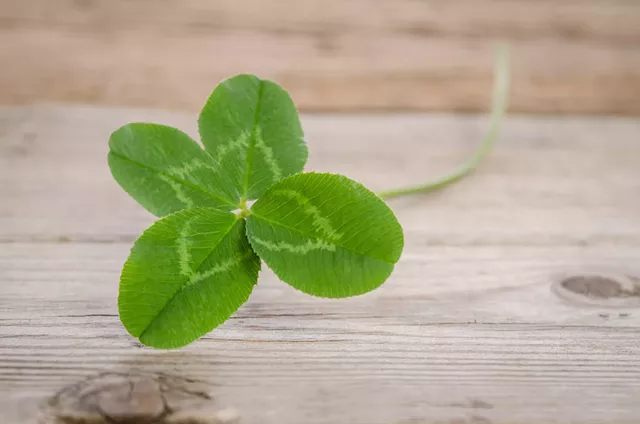lucky_clover.jpg