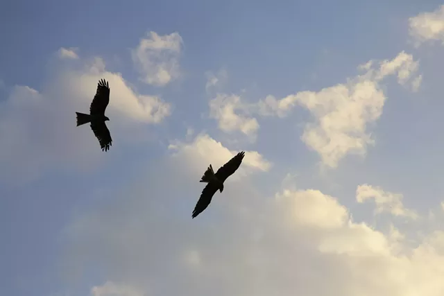 birds.jpg