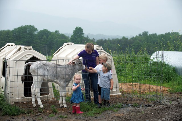 Cousins (oldest to youngest) Ashlynn Foster, Rowdy and Remy Pope, and Allegra Ouellette visit a calf - CALEB KENNA