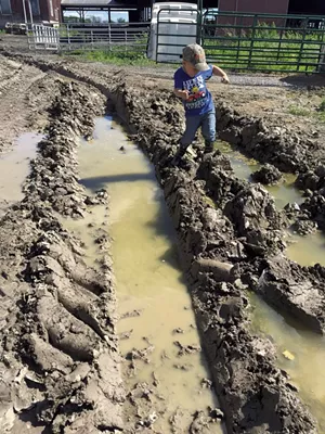 Remy dances in the mud - MARY ANN LICKTEIG
