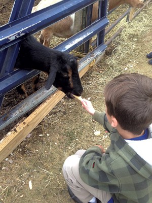 Feeding a goat in the Petting Paddock - JOY CHOQUETTE