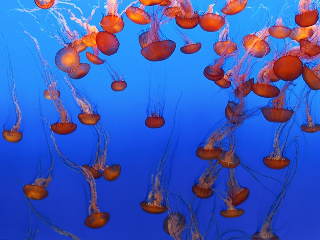 Jellyfish at the Monterey Bay Aquarium - DREAMSTIME