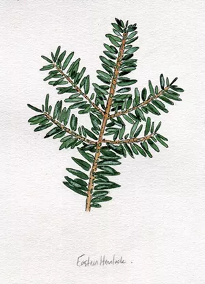 Eastern hemlock - JEANIE WILLIAMS