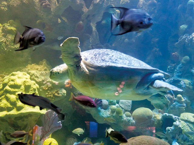 A turtle at the New England Aquarium - COURTESY OF NEW ENGLAND AQUARIUM