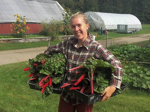 A Montpelier High School student harvesting Swiss chard for the cafeteria - COURTESY OF TOM SABO