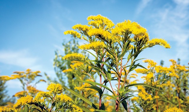 Yellow flowering goldenrod - &copy; RUUD MORIJN | DREAMSTIME.COM