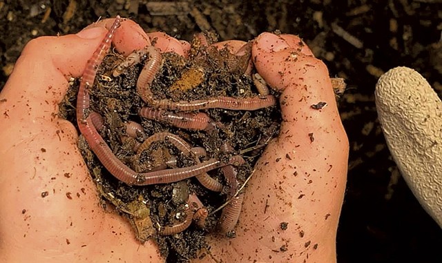 Little Diggers worms - COURTESY OF LITTLE DIGGERS WORM FARM