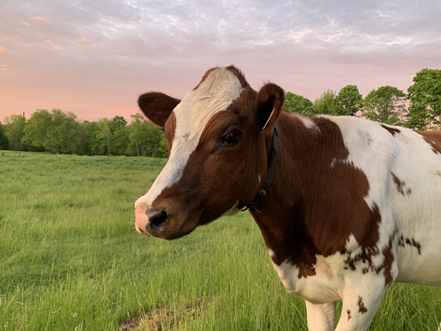 A dairy cow - VERMONT AGENCY OF AGRICULTURE, FOOD AND MARKETS