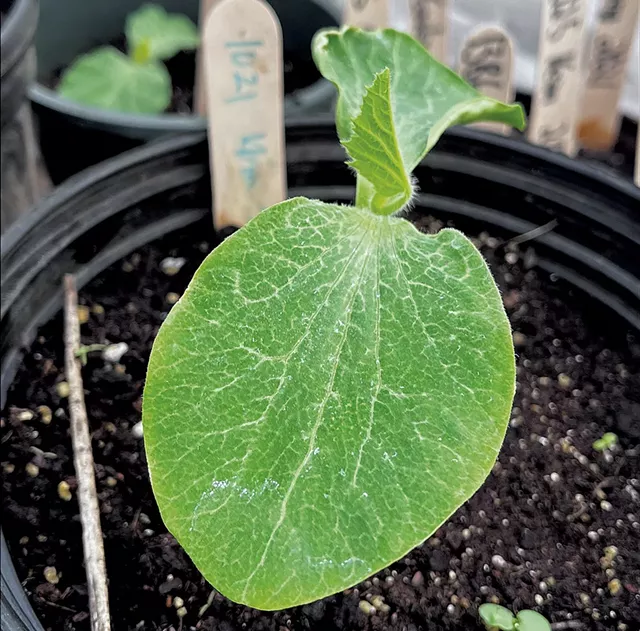Anson Tebbetts has high hopes for these pumpkin plants - COURTESY OF ANSON TEBBETTS