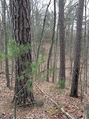 Three pitch pines at Sunny Hollow - HEATHER FITZGERALD