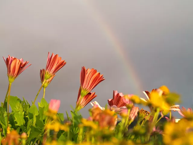 Community Planting Day - © VIVIOLSEN | DREAMSTIME