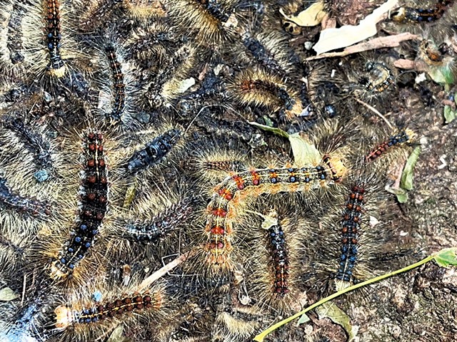 Spongy moth caterpillars - COURTESY OF JANE SCHLOSSBERG