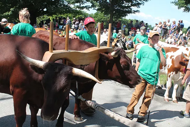 Lincoln and Gabriel Michaud with their oxen - JULIA SHIPLEY