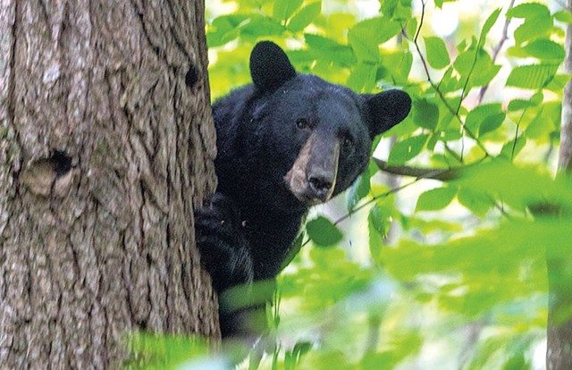 A treed bear - FILE: JEB WALLACE-BRODEUR