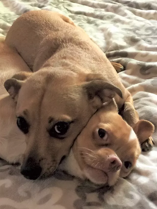 Pippin & Gimli - CLAIRE DENNING