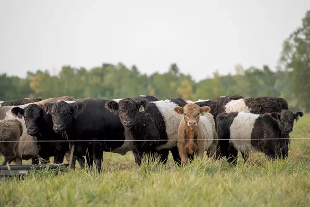 Belted Galloway cattle - DARIA BISHOP