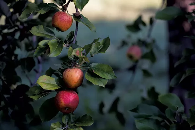 Apples hanging heavy on the tree at Scott Farm Orchard - COURTESY