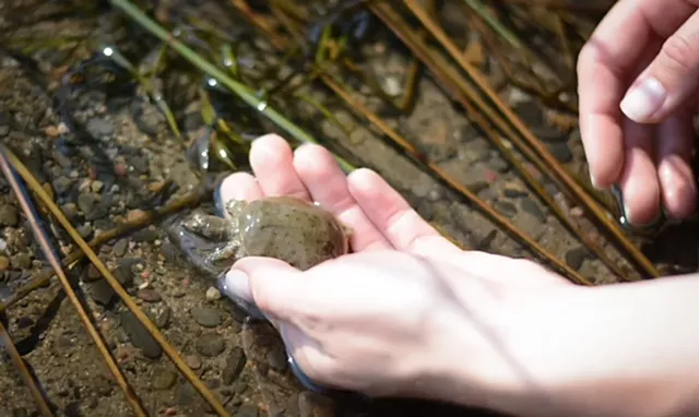Spiny softshell turtle - COURTESY