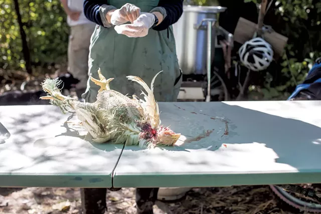 A freshly slaughtered meat bird at New Village Farm - LUKE AWTRY