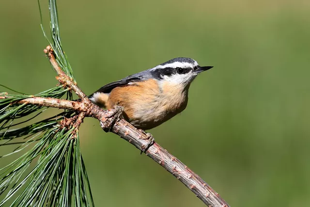 Women Who Bird_ - © STEVE BYLAND | DREAMSTIME