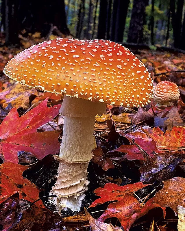 Fly agaric mushroom - COURTESY OF MEG MADDEN