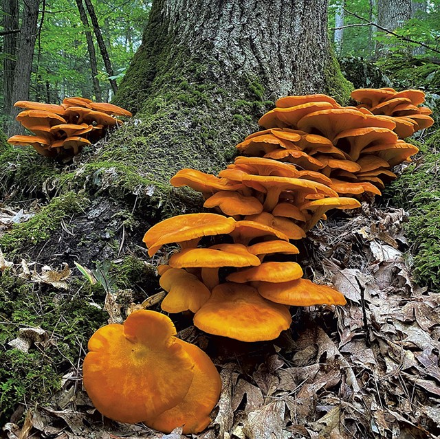 Foxfire (aka jack-o'-lantern) mushrooms - COURTESY OF MEG MADDEN
