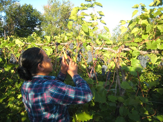 Duk Luitel harvesting grapes - KYMELYA SARI