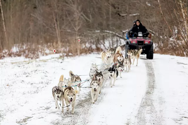 Rob Farley with his dogsledding team - OLIVER PARINI