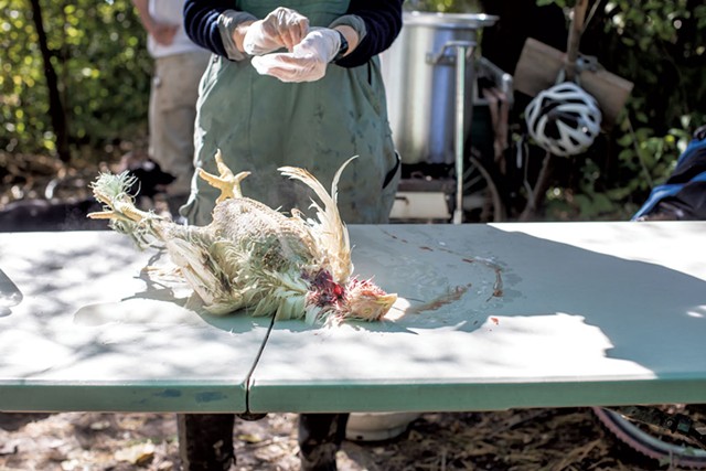 A freshly slaughtered meat bird at New Village Farm - LUKE AWTRY