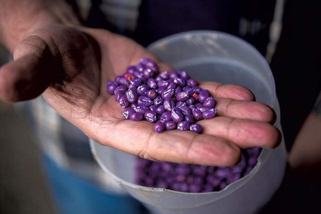 Pesticide-treated corn seed - CALEB KENNA ©️ SEVEN DAYS