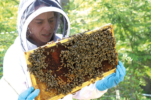 Brooke Decker inspecting a beehive - KEVIN MCCALLUM