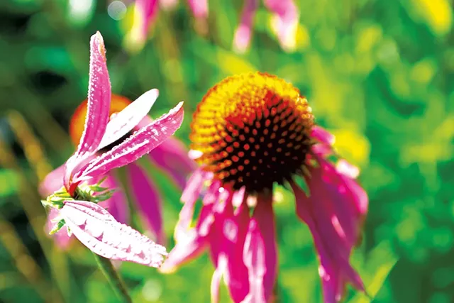 Echinacea - COURTESY OF MISHA M. JOHNSON