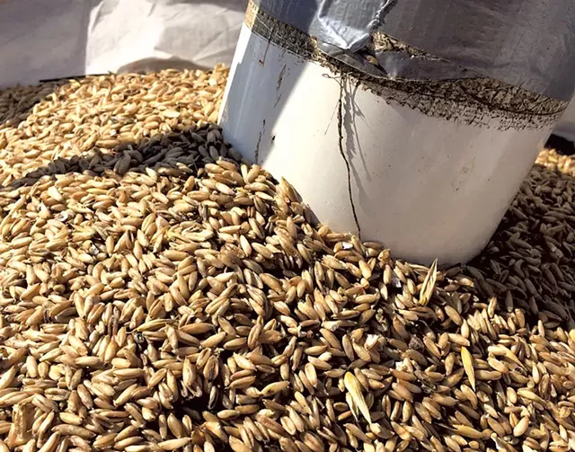Oats at Rogers Farmstead - COURTESY OF ROGERS FARMSTEAD