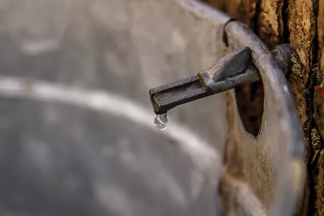 A maple tap - DREAMSTIME