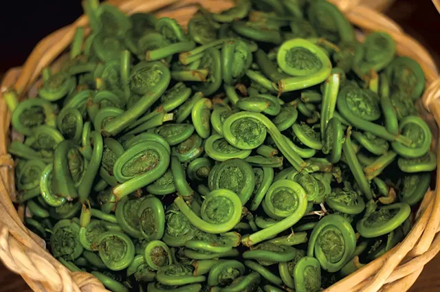 Fiddleheads at My Farmers Market - HANNAH PALMER EGAN