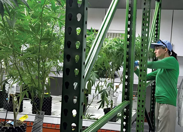 Trimming plants at Champlain Valley Dispensary - LEE KROHN